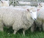 Clover management key to lamb growth