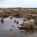 Views on establishing wetlands sought