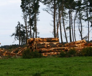 logs n standing trees
