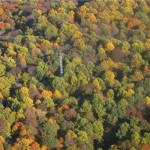 More carbon dioxide good for forests