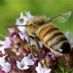 Killer disease striking down US honey bees