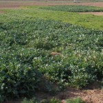 Cover crops can reduce nitrogen loss