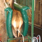 Milking trial reveals plenty on deer lactation