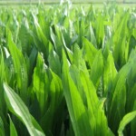 Plantain ideal for lamb finishing