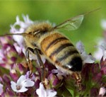 Pesticides not to blame for bee decline