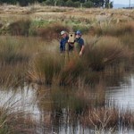 Gravel pit becomes wetland